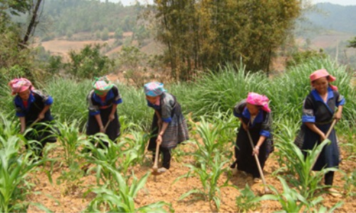 Lãnh đạo đẩy lùi đói nghèo nơi Mù Cang Chải